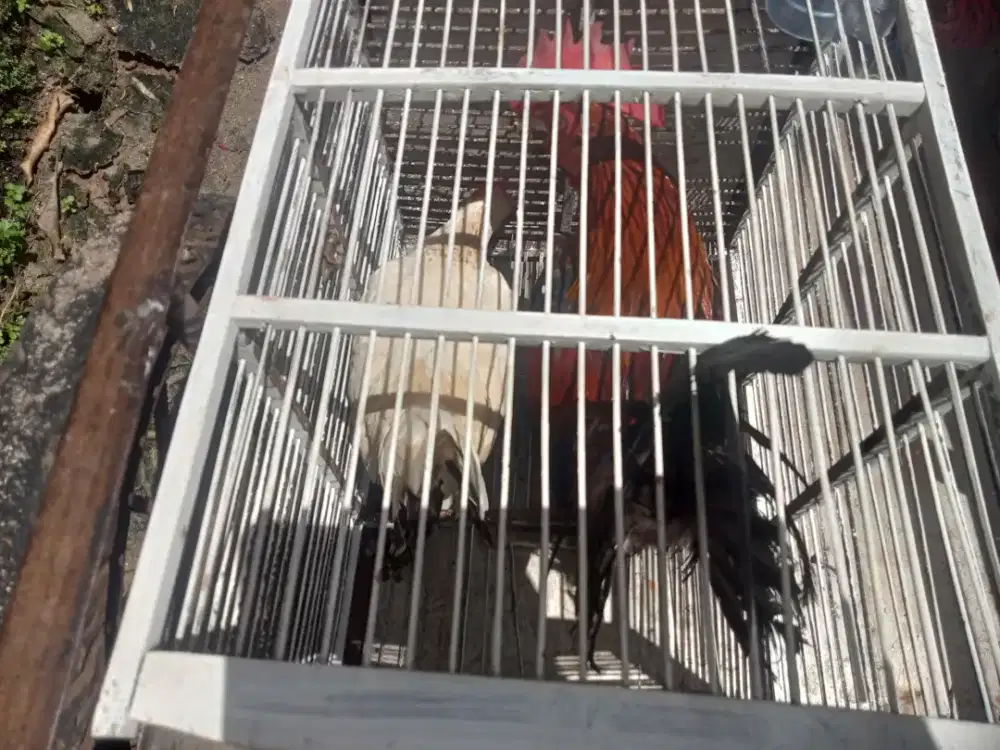 Jual ayam kate sepasang