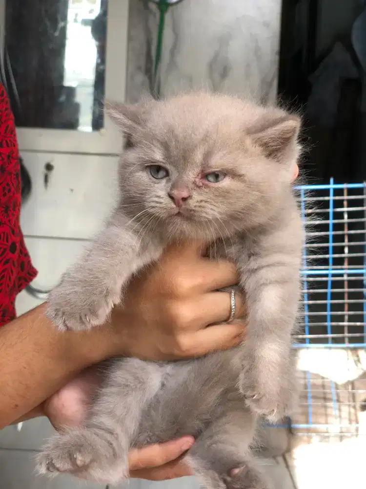 Kucing Ras BSH Lilac
