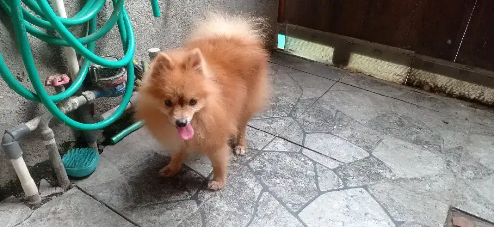 anjing pom jantan dewasa