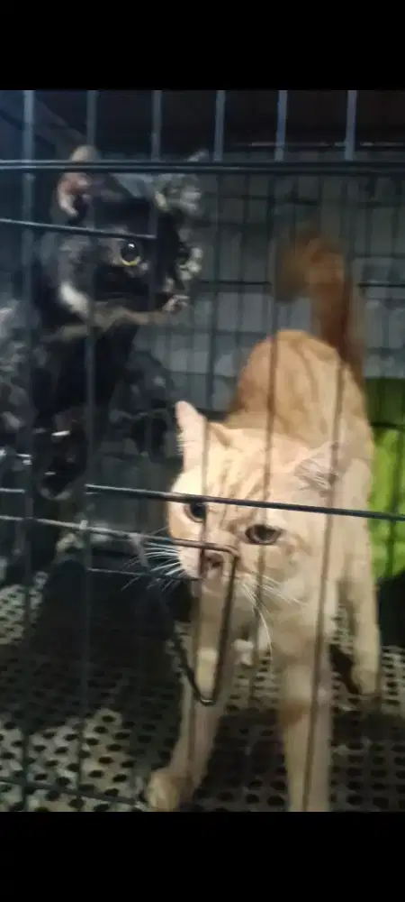 Munchkin Ns/tidak cebol sepasang