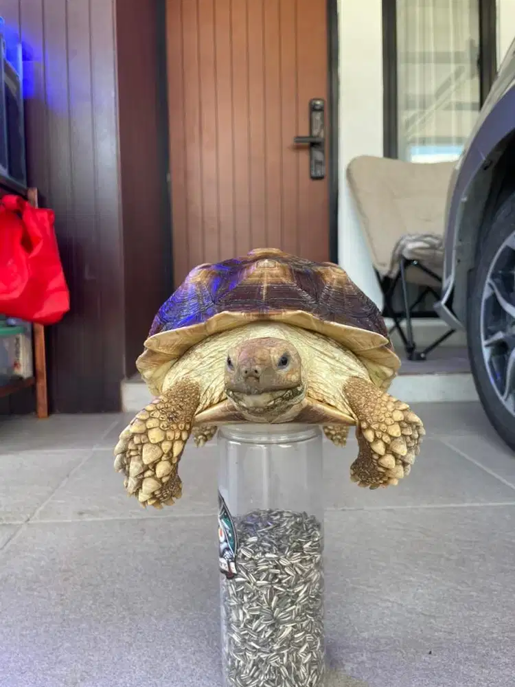 Sepasang Kura-kura Sulcata