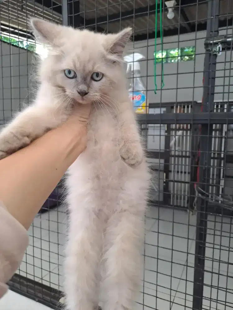Kitten Himalaya jantan