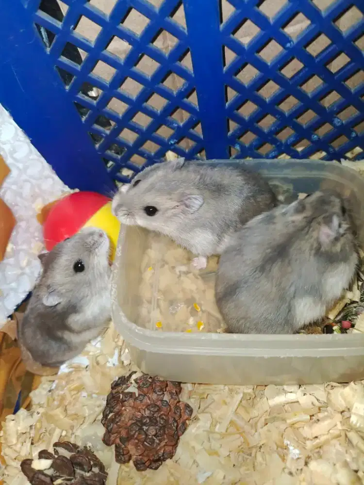 ANAK HAMSTER WHITE WINTER LUCU IMUT