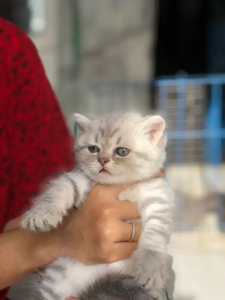 Kucing Ras BSH Silver