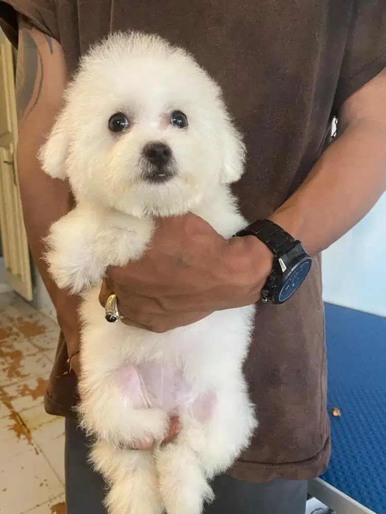 Anakan bichon frise 2 bulan