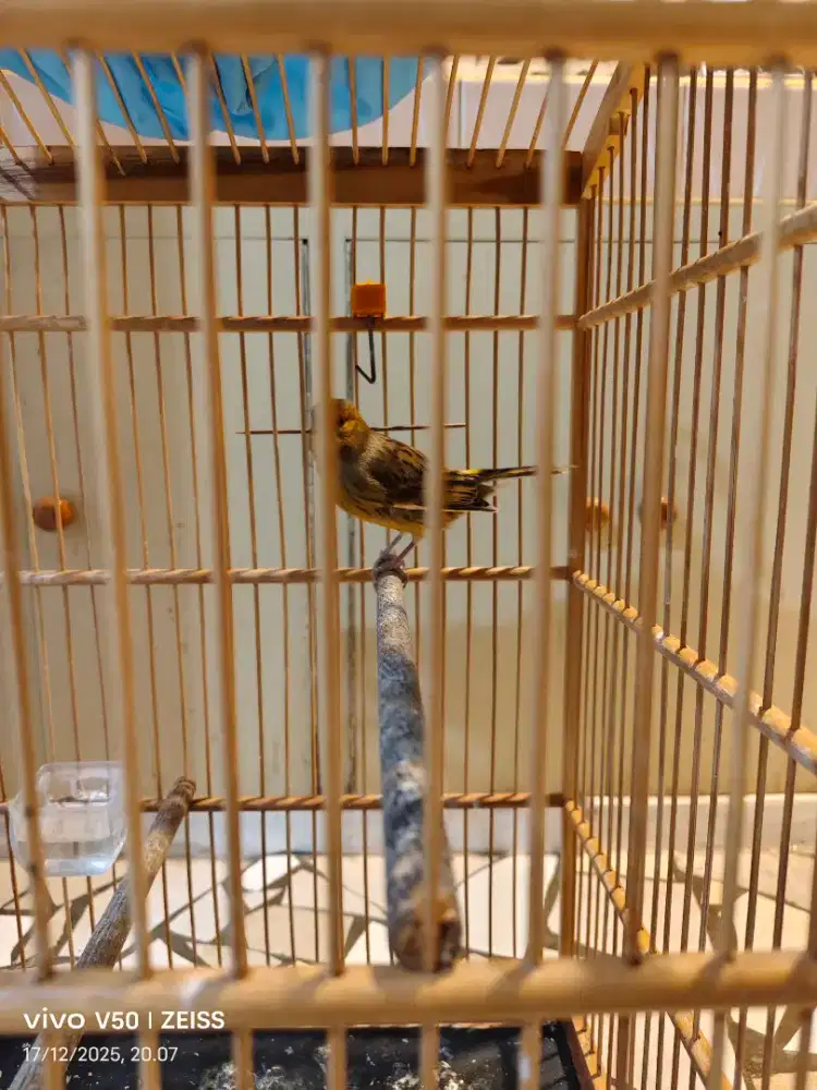 Burung kenari af body big