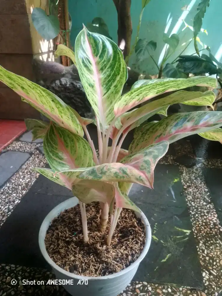 Jual tanaman algonema emeral dewasa