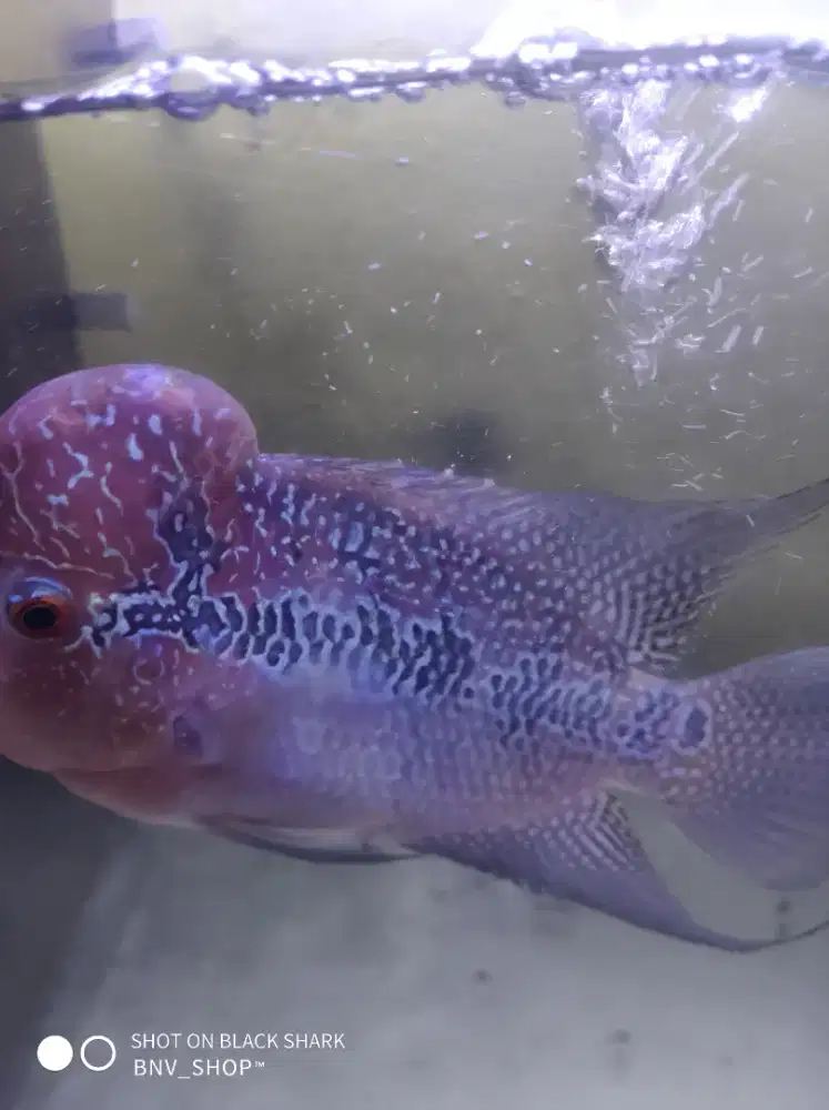 Louhan SRD sepasang sudah nelor 2x