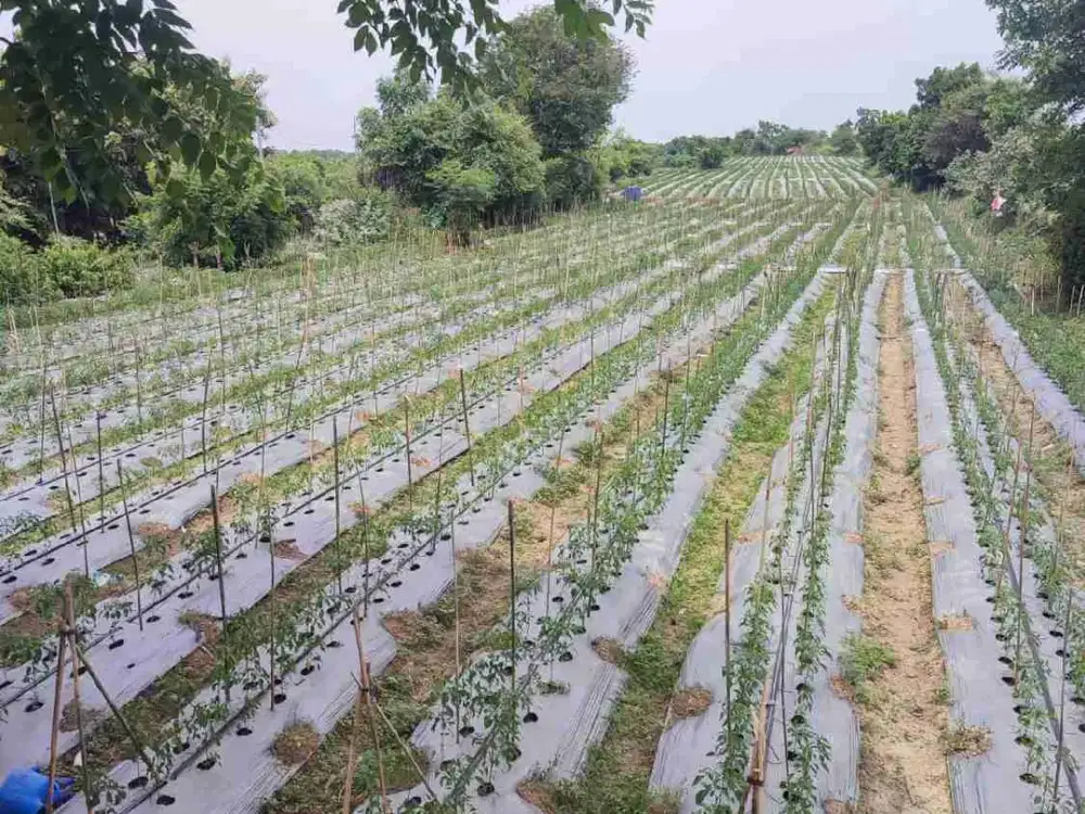 Dijual Tanah pertanian di Situbondo