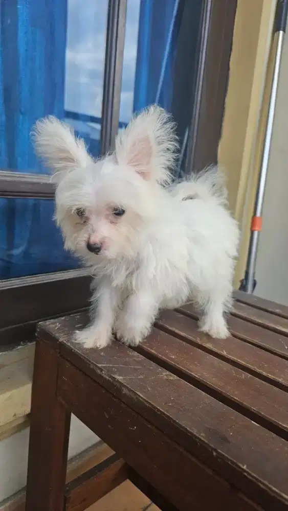 Pom mix poodle pomapo putih