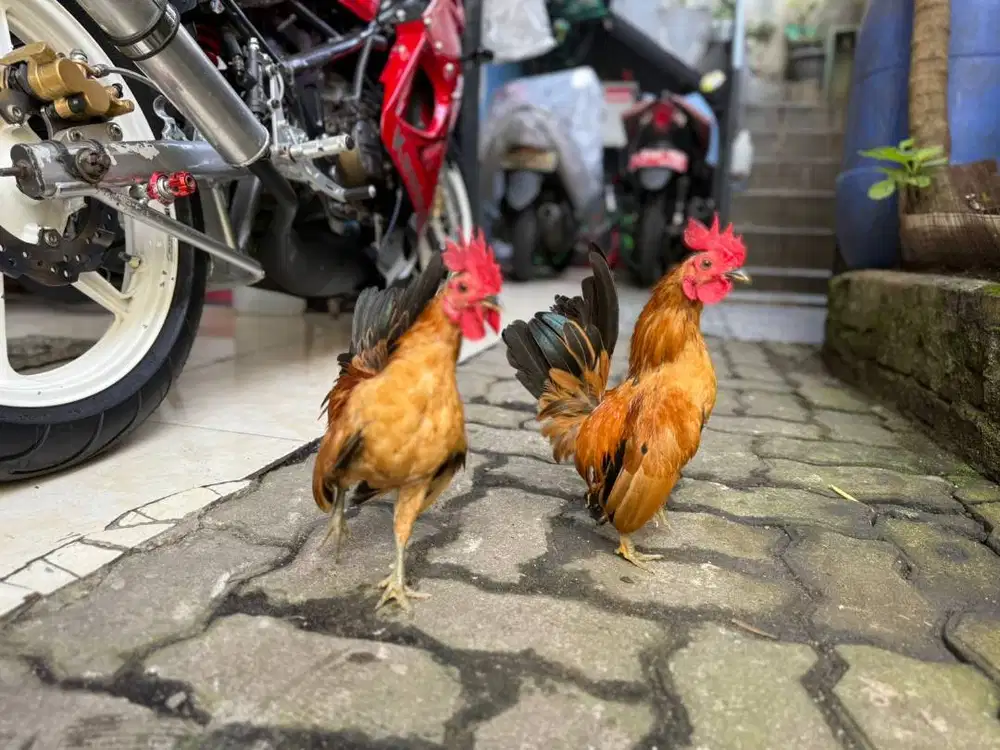 AYAM TEMA (KATE x SERAMA)