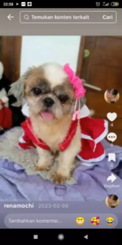 Shintzhu mini betina 2thn