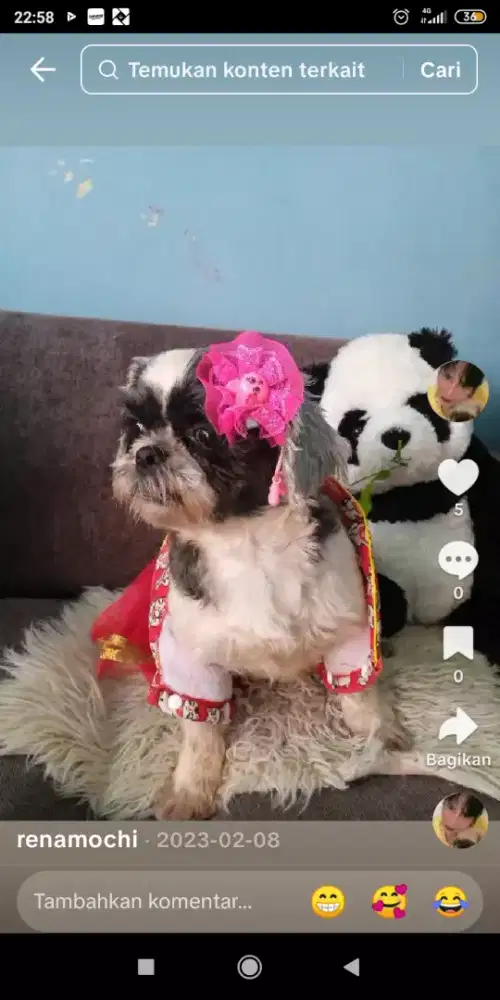 Shintzhu betina 2thn