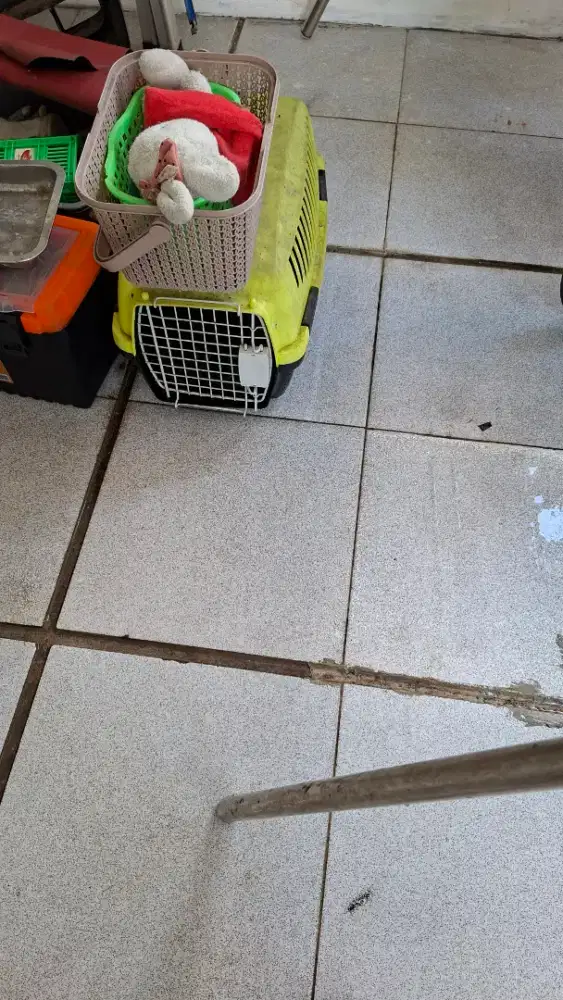 Kandang kucing dan Pet Cargo