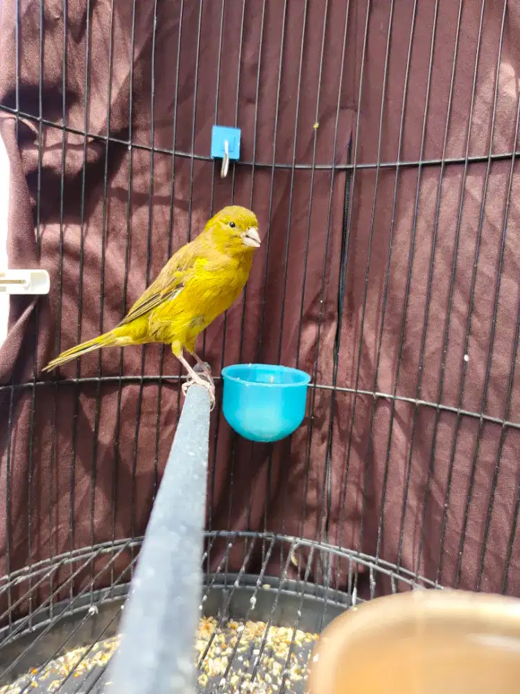 kenari af paud jantan riwik