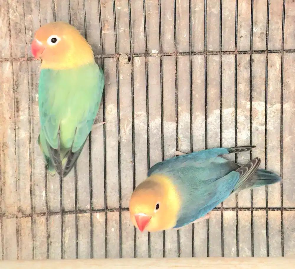 Burung love bidr sepasang