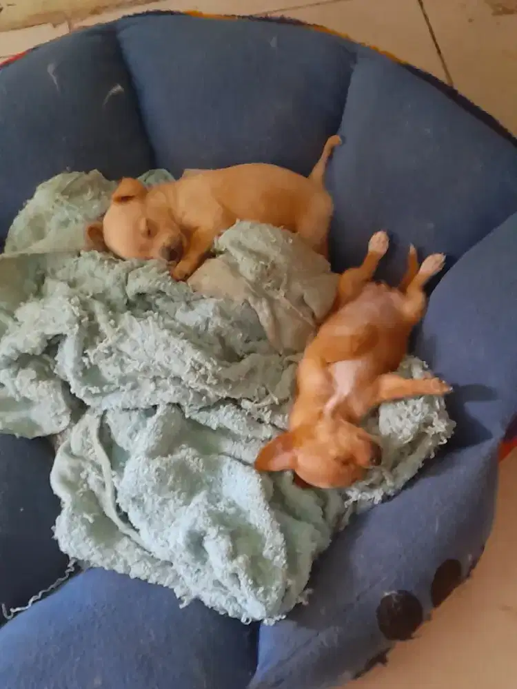 Chihuahua jenis jantan  dan betina