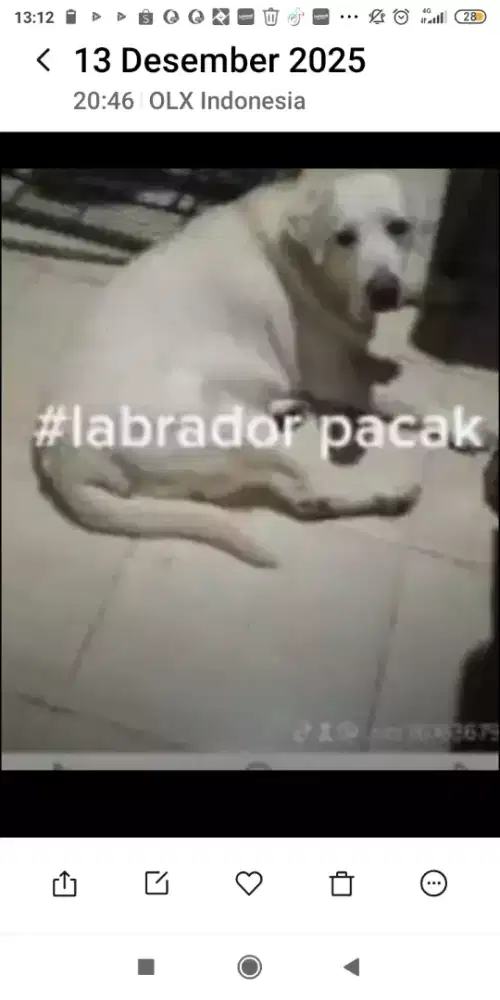 Labrador jantan umur 3thn