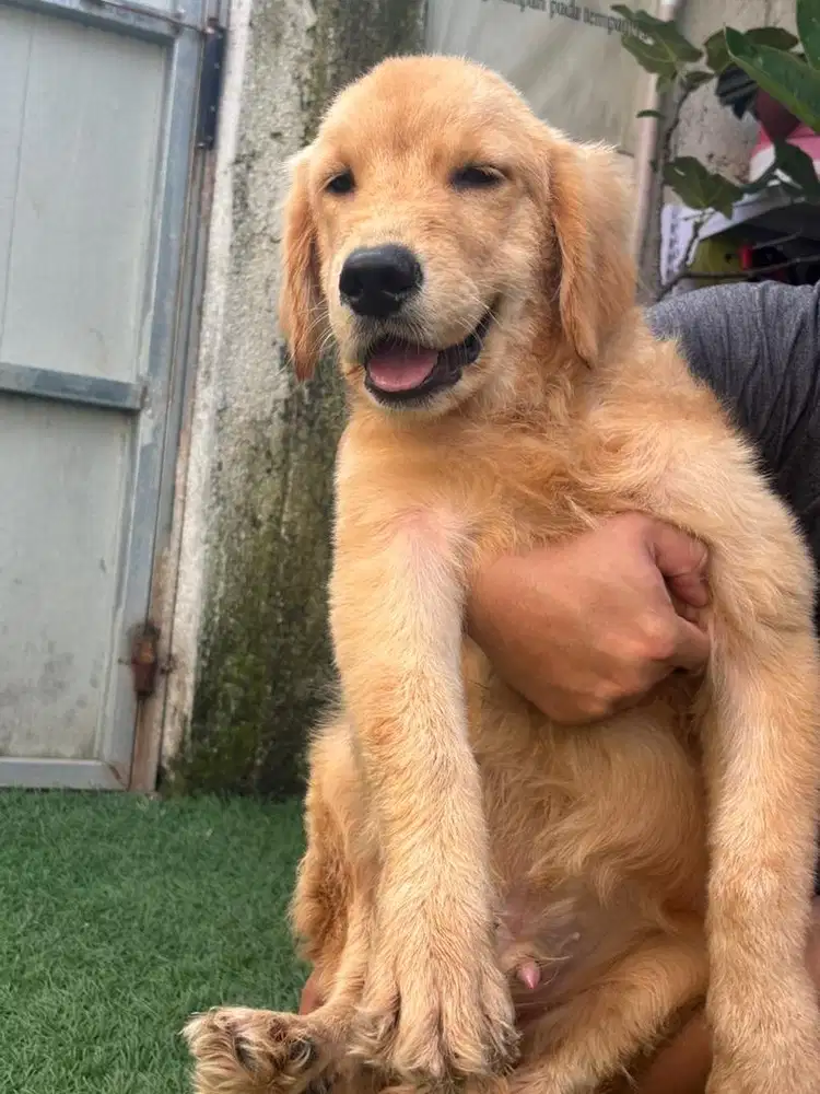 Golden retriver big bone  4 bln jantan stb