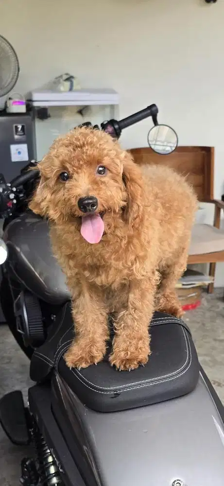 Red toy poodle jantan umur 6 bln