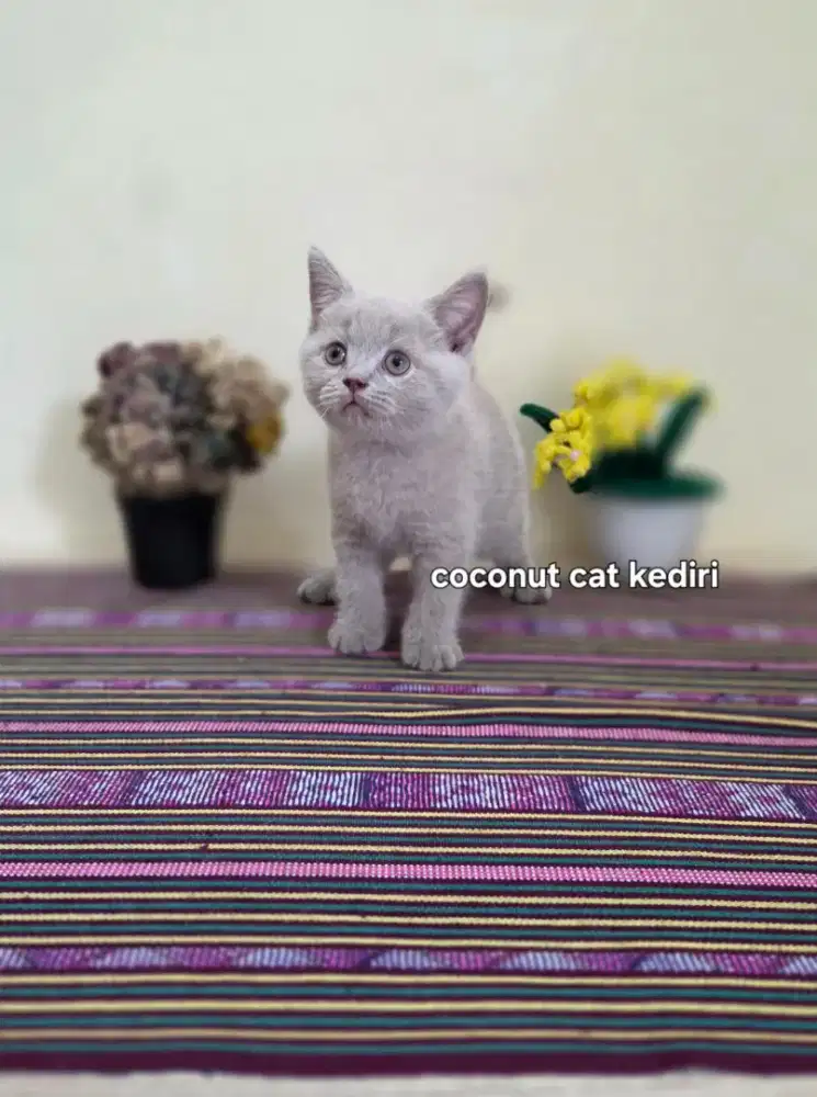 Kucing bsh jantan lilac