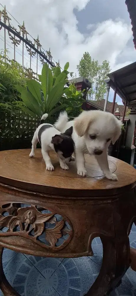 Dijual Anak Anjing Cihuahua Mix Mini Pom