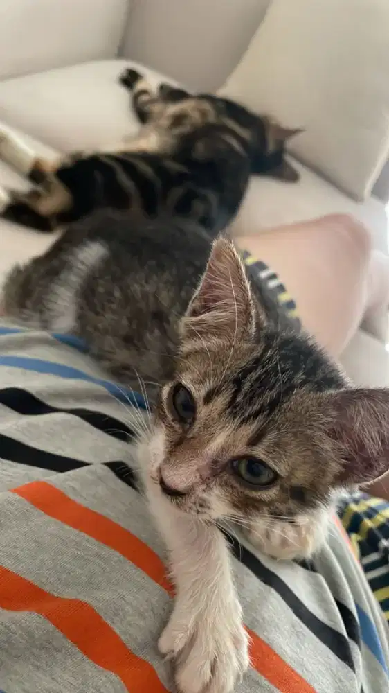 Asisten Rumah Tangga (ART)