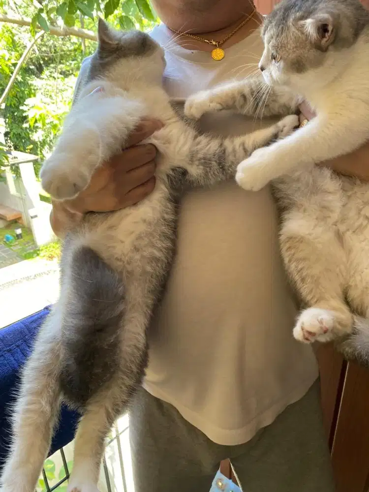 Gratis Buy 1 Get 1 Promo Murah Kucing Scotish Fold Persia Munchkin