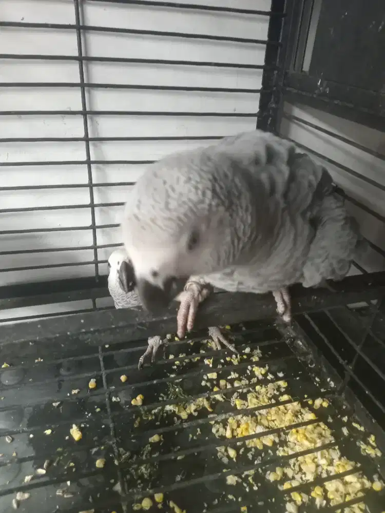 Burung african grey