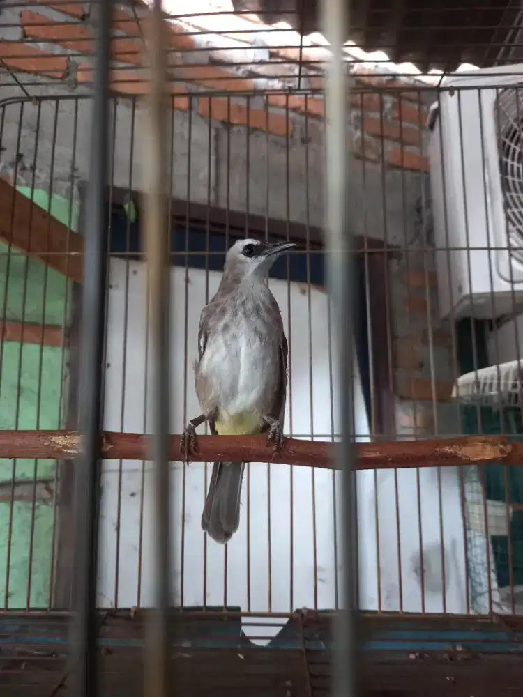 Jual terocok dari loloh