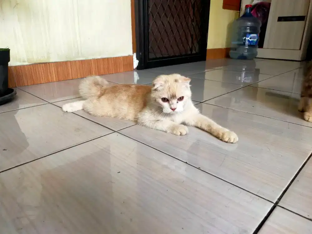 Scottish Fold  Jantan 5 bulan cream n white