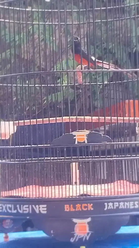 Burung murai balak gacor