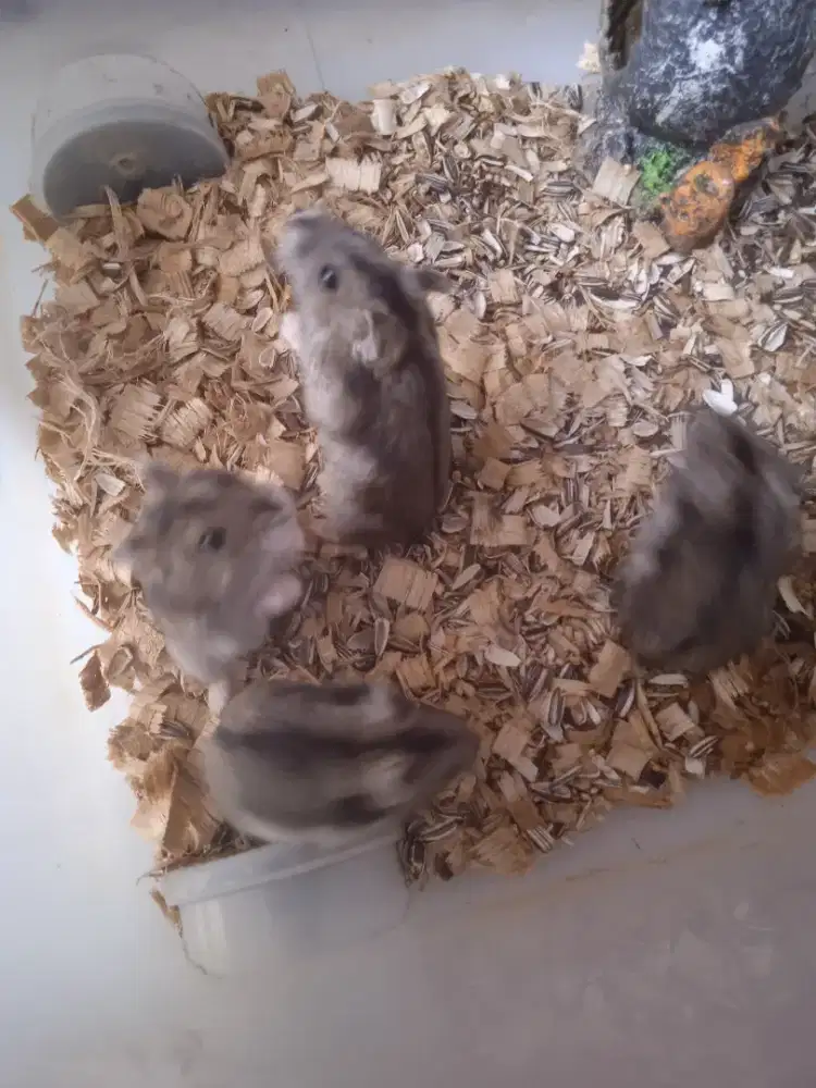 5 hamster murah