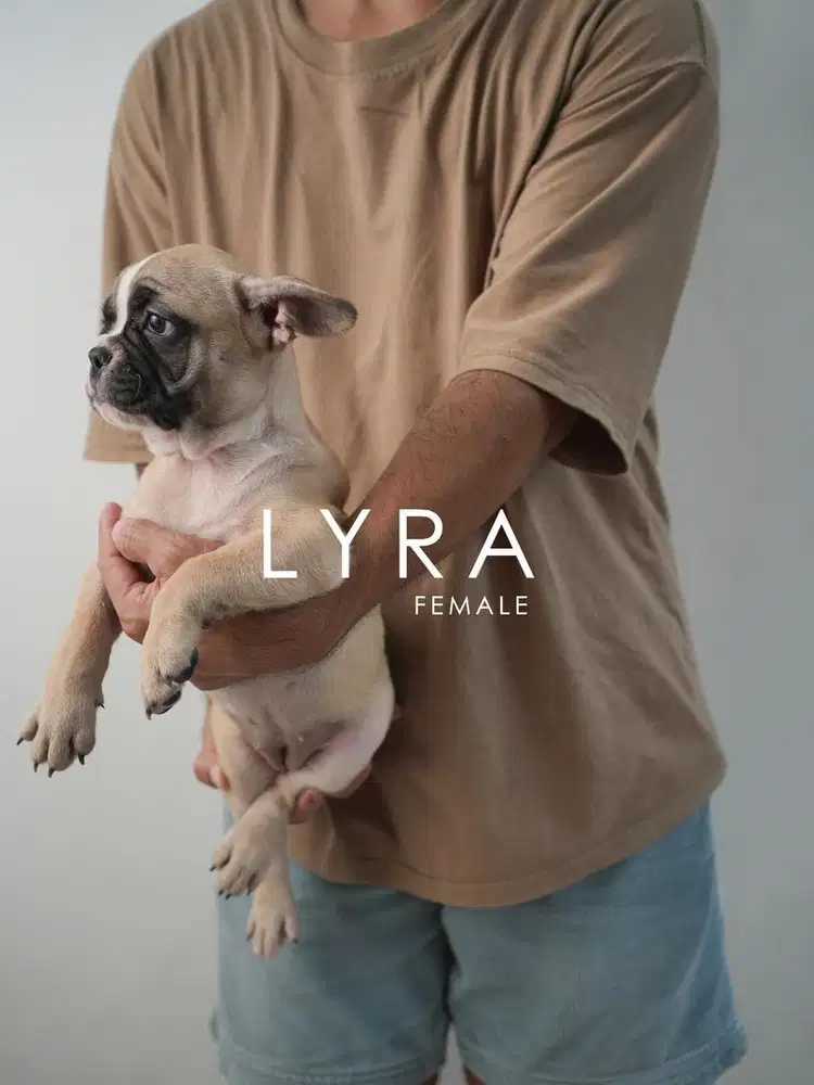 Dog Frenchie Puppy ( french bulldog)