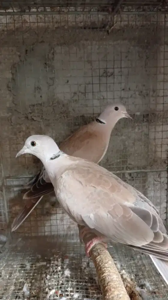 Burung Puter Kres Pelung muda Per ekor 40 ribu, murah banget