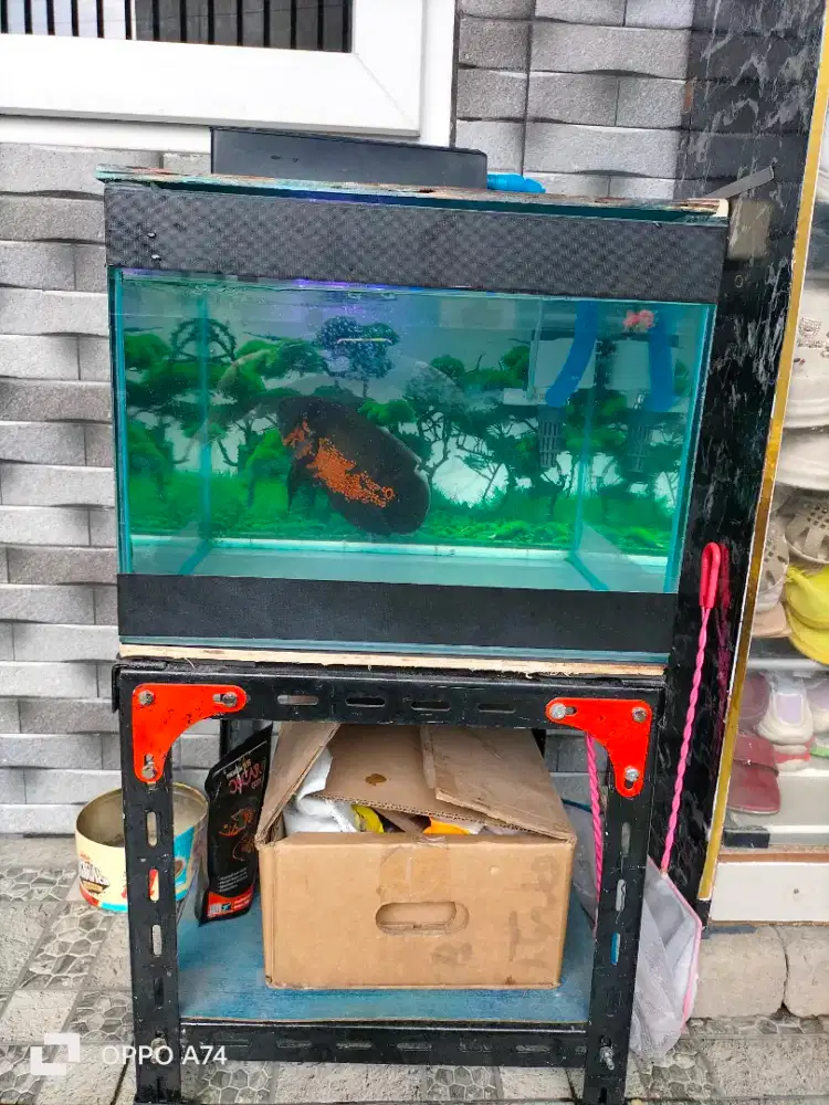 Ikan oscar full batik