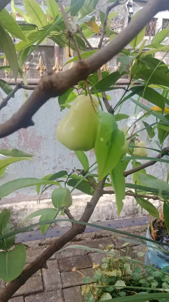 jambu madu deli hijau