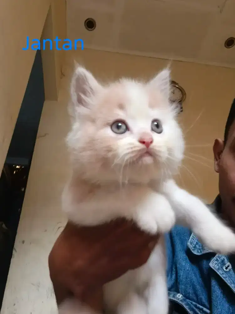 Kucing kitten Ras Himalaya X Flatnose