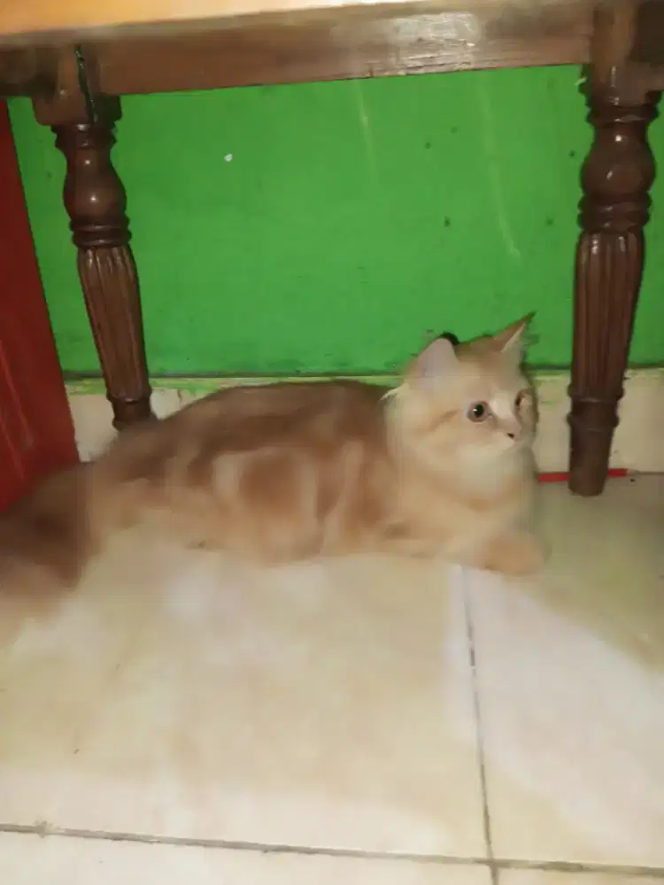 Kucing persia medium