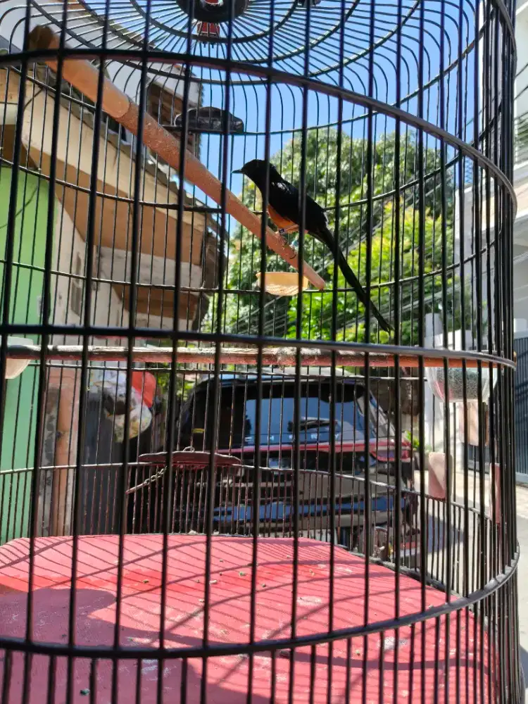 Murai Nias body big ekor hitam gacor