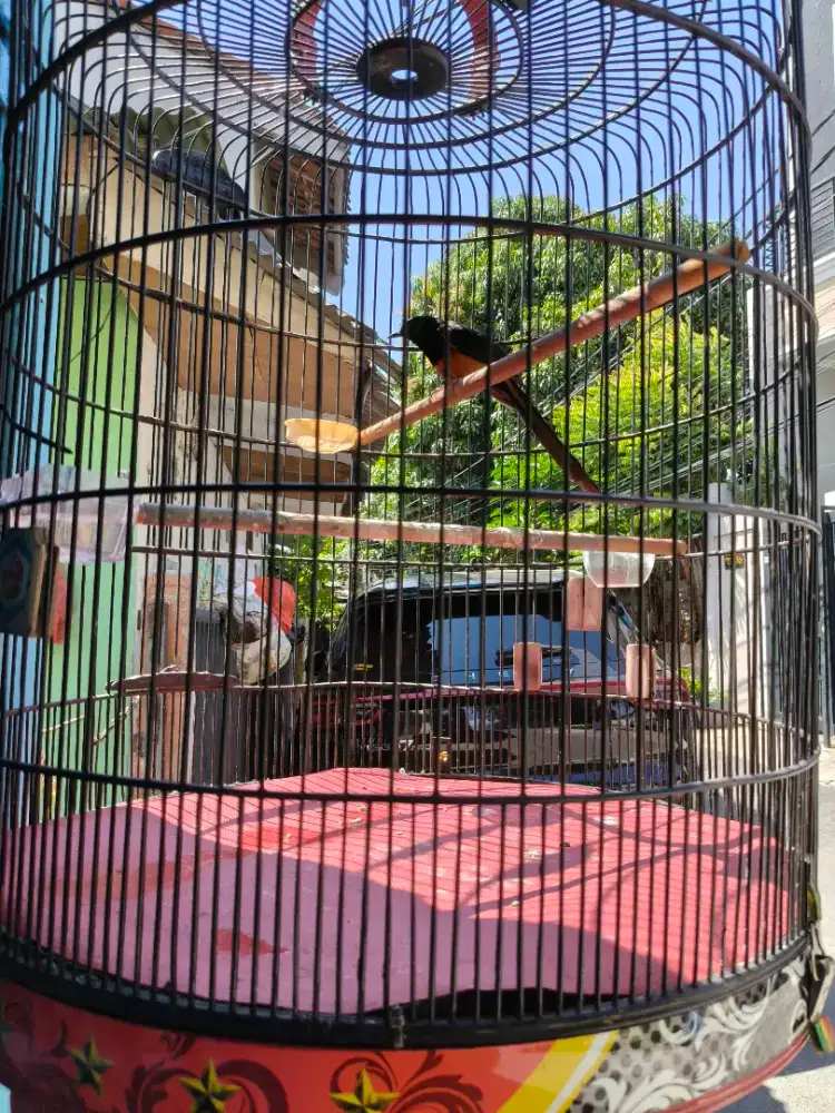 Borongan Murai 2 Ekor Rawatan Gacor