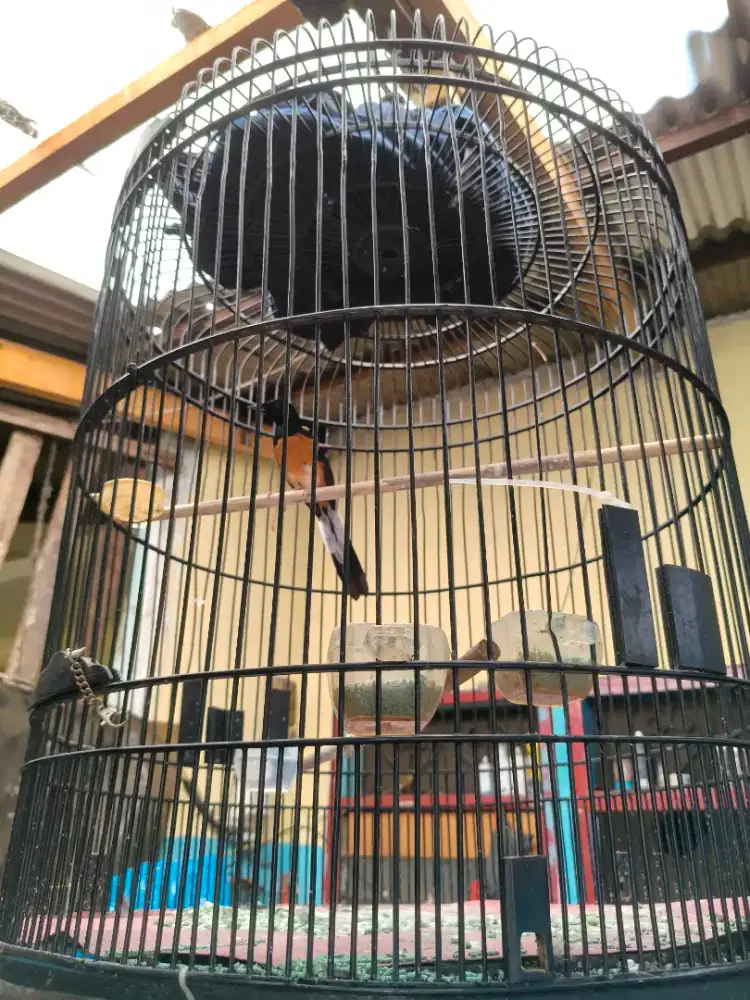 Murai Medan fullset suara plong