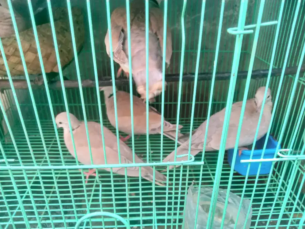 Jual burung puter