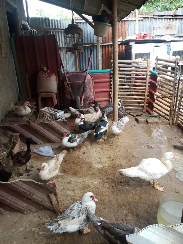 Jual unggas (Entok, Peking, bebek petelur)