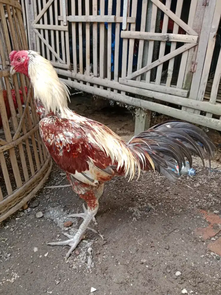 Ayam jago mangon ules mewah