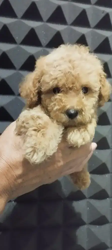 Red Toy Poodle Jantan