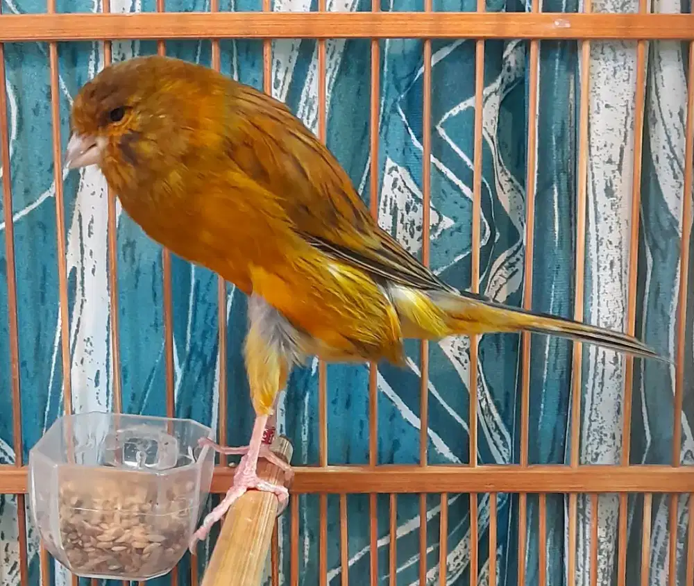 Yokser imfor jantan gacoor