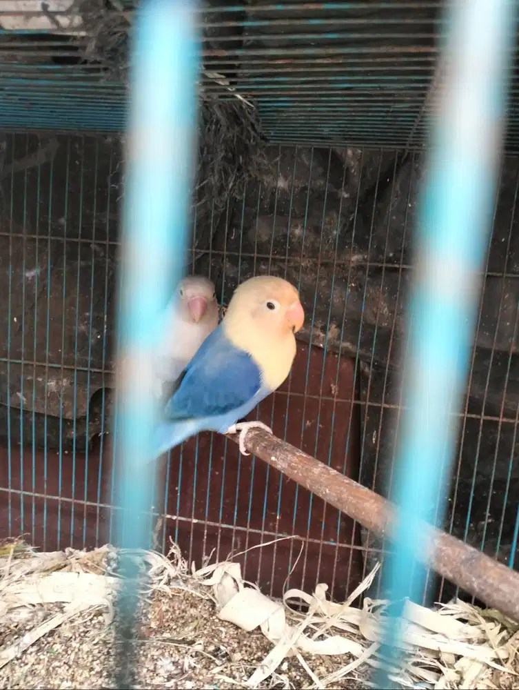 Punya Lovebird warna warni