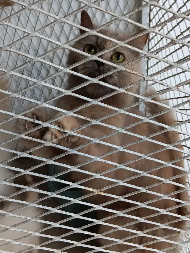 Lepas Adopsi Indukan Betina & 1 Anak