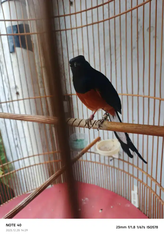 Jual borongan murai dan pentet